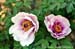 Rockii Peony: LAN MO SHUANG HUI